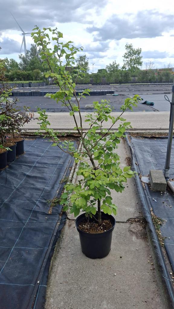 Fagus sylvatica blote wortel of in pot, Tuin en Terras, Ophalen