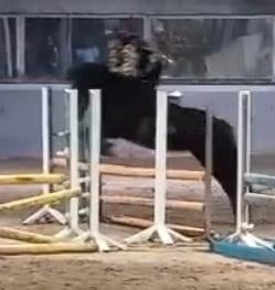 Verzorg/bijrij paard gezocht, Dieren en Toebehoren, Paarden