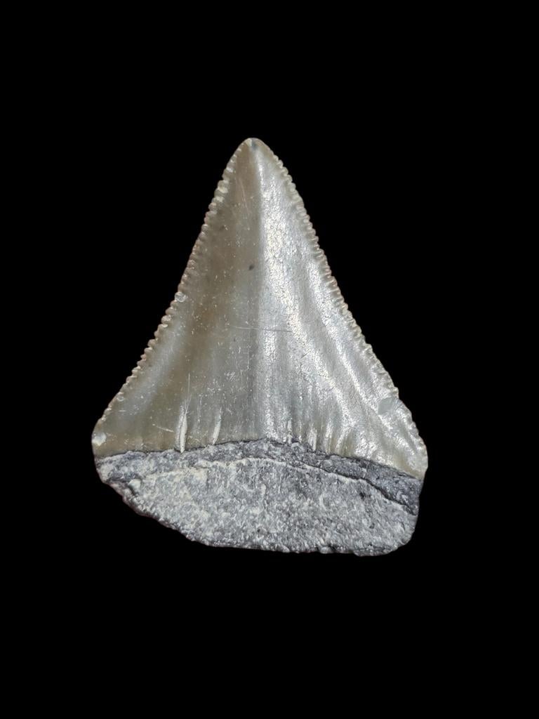 4) Grand carcharodon carcharias (requin blanc) de Bone Valle, Enlèvement ou Envoi, Fossile