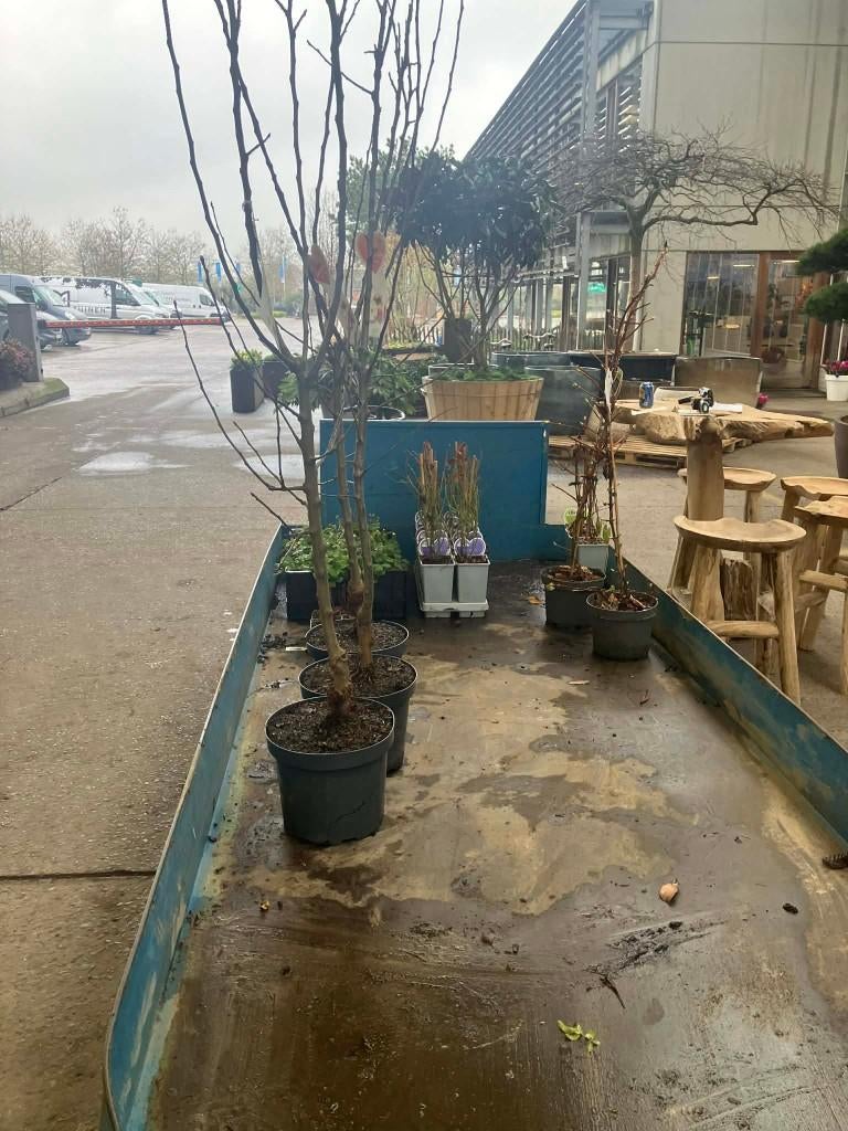 (klein)fruit-planten in pot - Allerlei, Enlèvement, En pot
