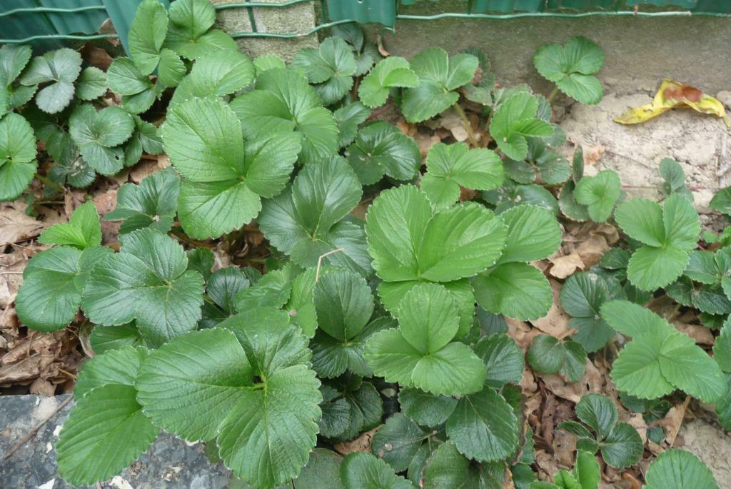 Framboos-aardbeiplanten “Frau Mieze Schindler”, Tuin en Terras, Ophalen, Zomer, Vaste plant, Volle zon