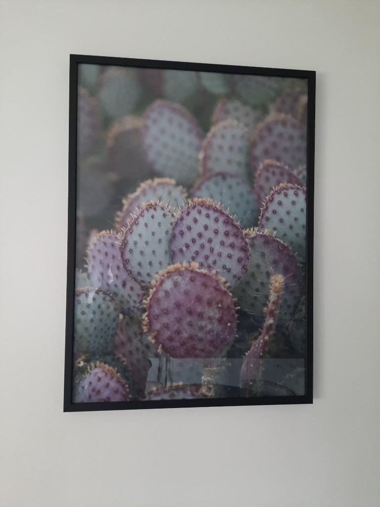 Belle peinture derrière verre « Pink Opuntia », Neuf, Enlèvement, 50 à 75 cm, Imprimé