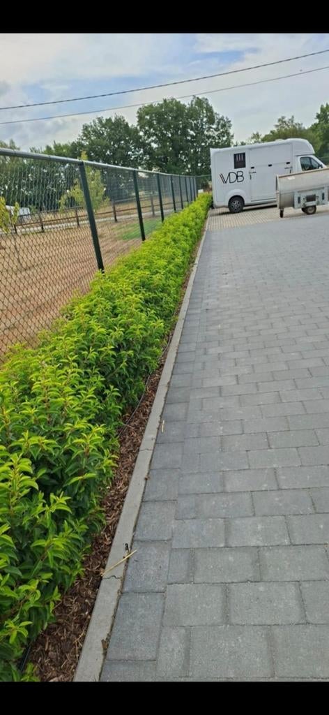 prunus lucitanica, Enlèvement