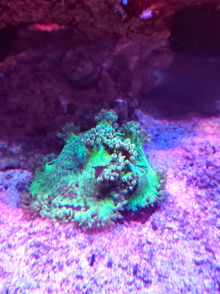 Catalaphyllia  elegans coral