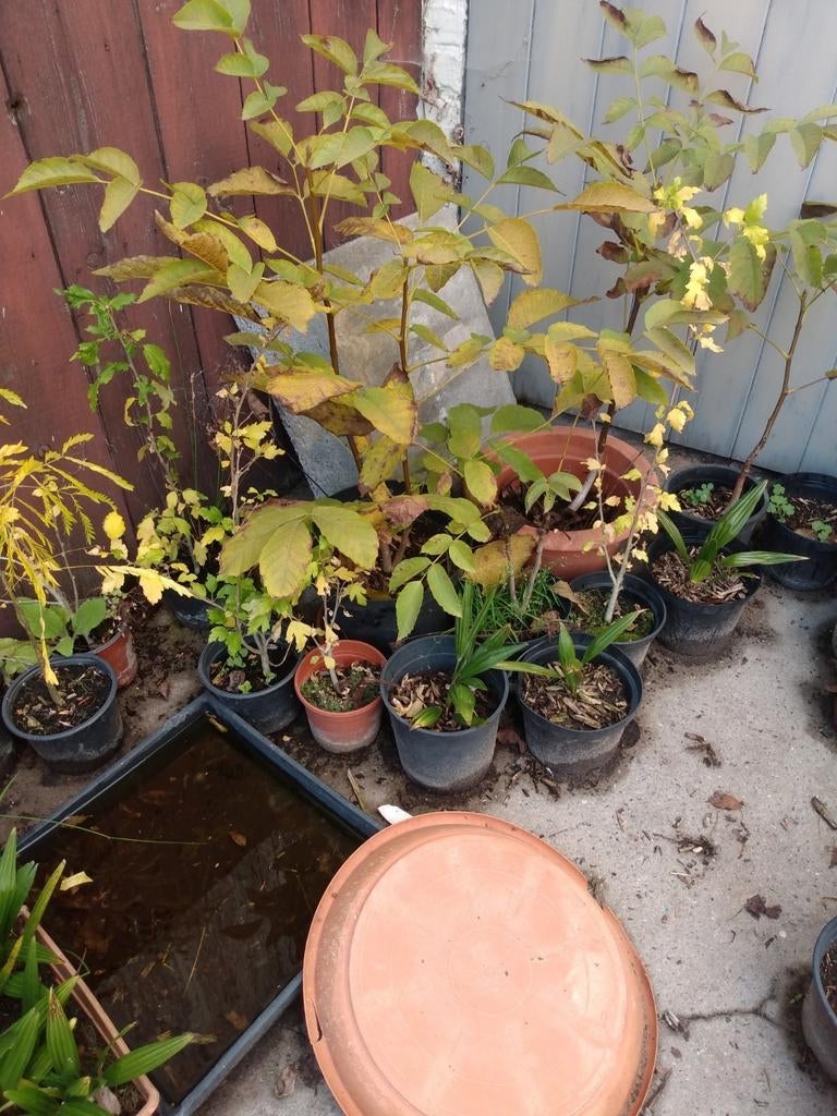 Notelaars, Tuin en Terras, Ophalen