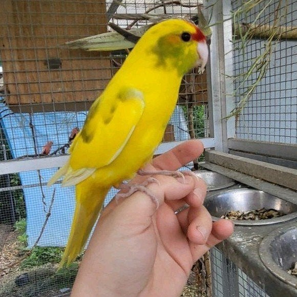 Kakariki  apprivoisé