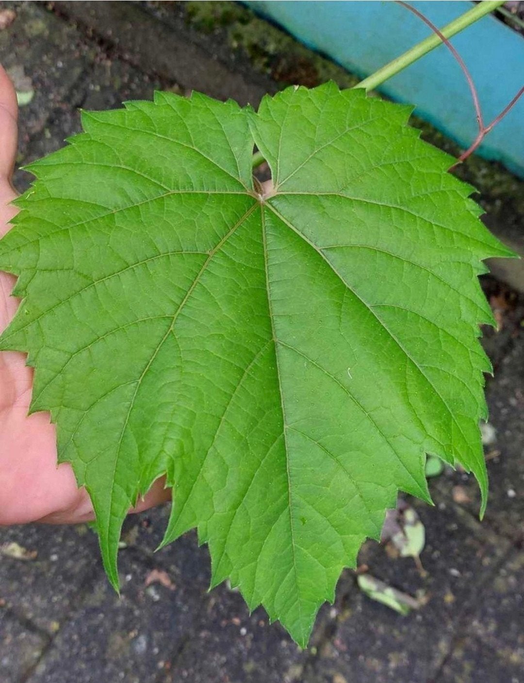 blad druivelaar, Tuin en Terras, Planten | Tuinplanten, Ophalen