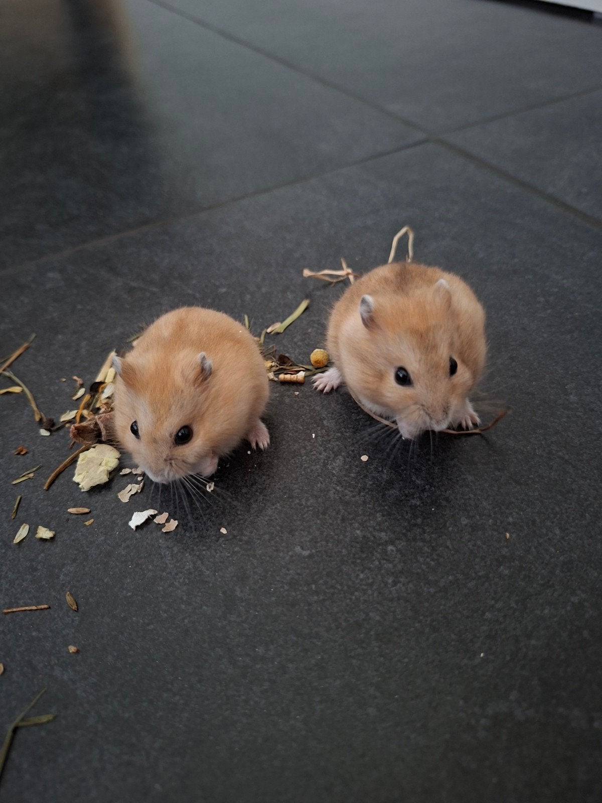 Jonge Russische Dwerghamsters, Dieren en Toebehoren, Knaagdieren, Meerdere dieren, Hamster, Mei, Tam