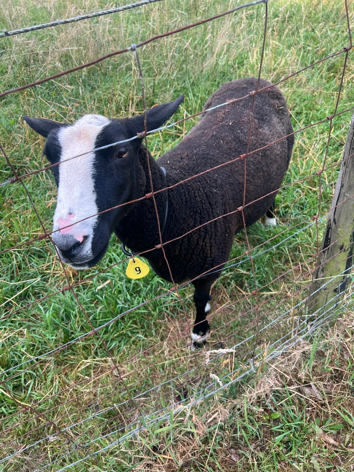3 jaar ooi zwart bles, Vrouwelijk, Schaap, 3 tot 5 jaar