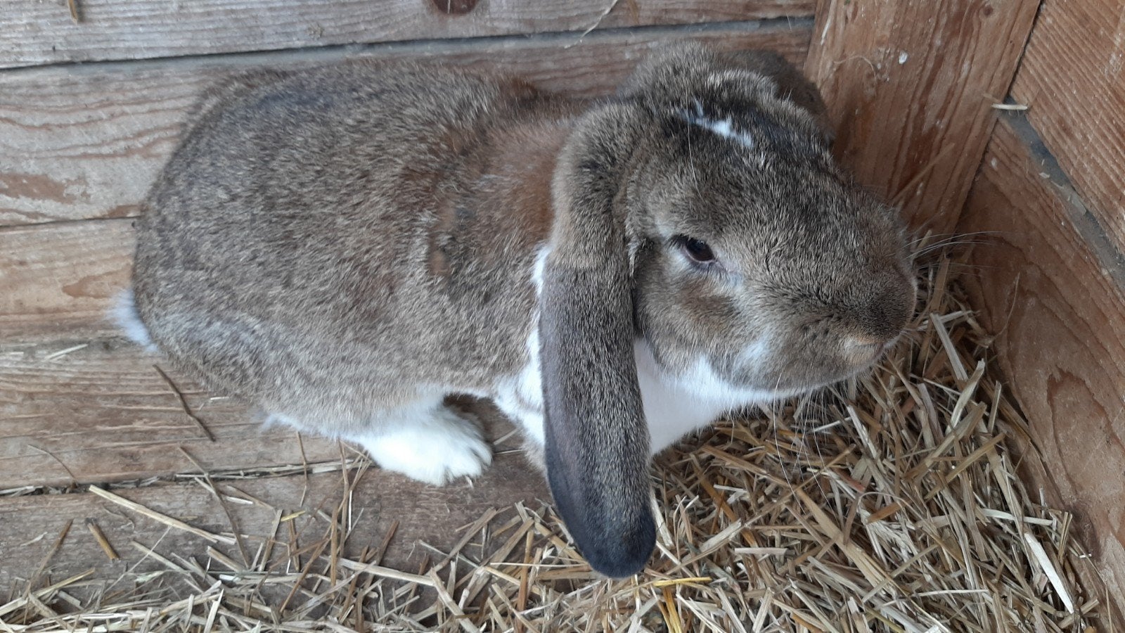 Franse hangoor madagascar Ram, Dieren en Toebehoren, Mannelijk, Groot, Hangoor, 0 tot 2 jaar