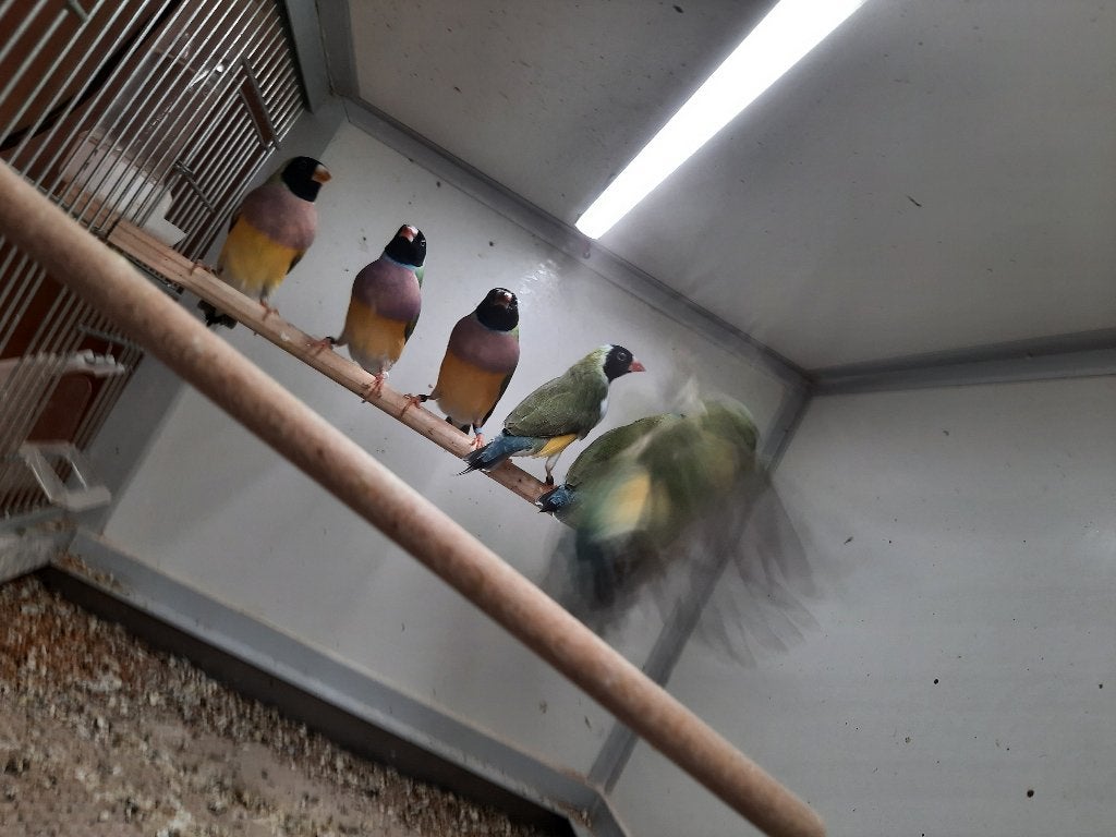Gouldamadine, Animaux & Accessoires, Oiseaux | Oiseaux Autre, Plusieurs animaux, Oiseau tropical