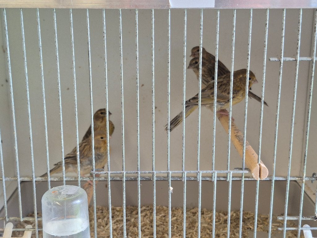 kanarie, Dieren en Toebehoren, Vogels | Kanaries, Meerdere dieren, Kleurkanarie