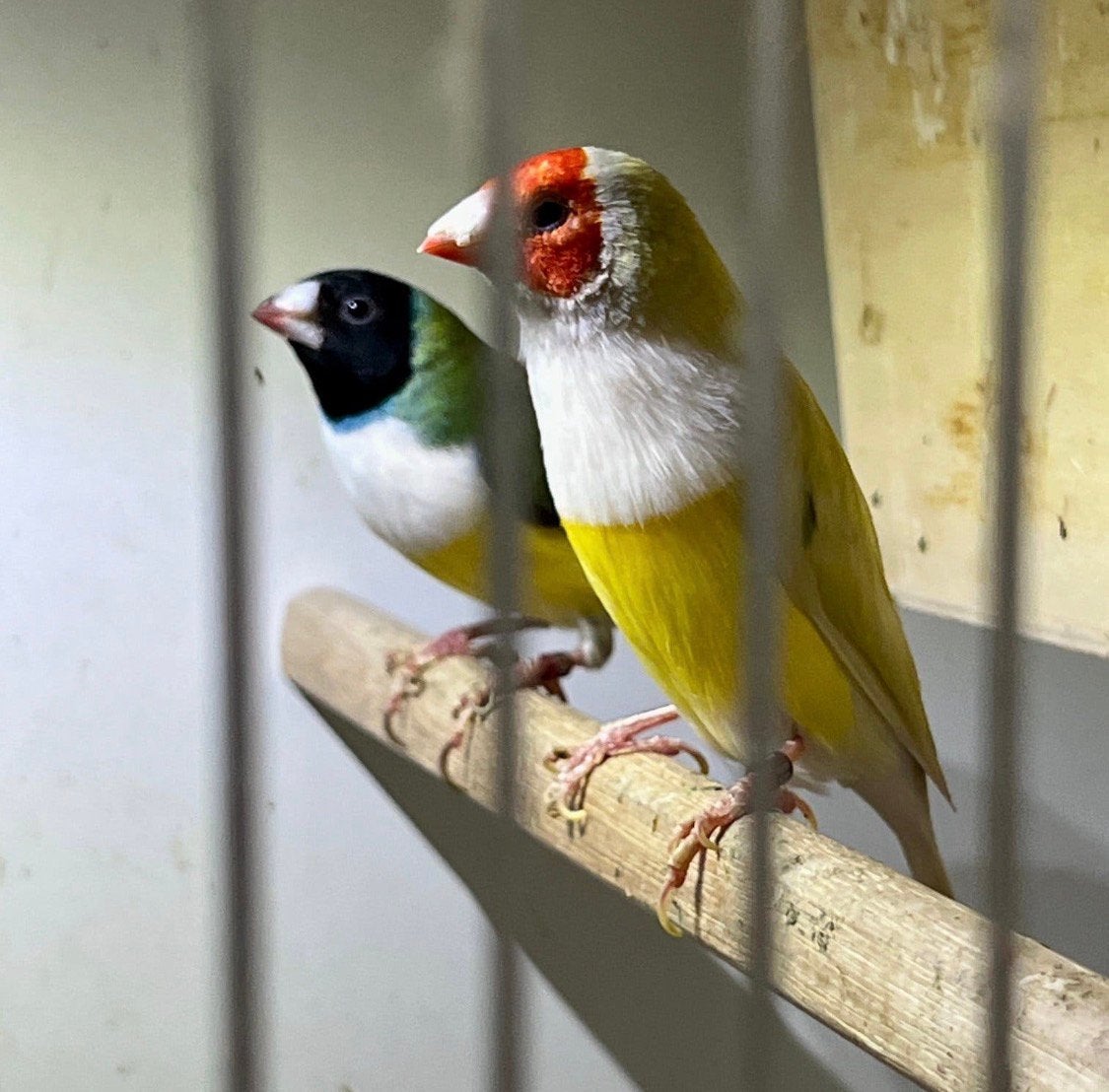 Koppel van 24 mag verhuizen, Dieren en Toebehoren, Tropenvogel