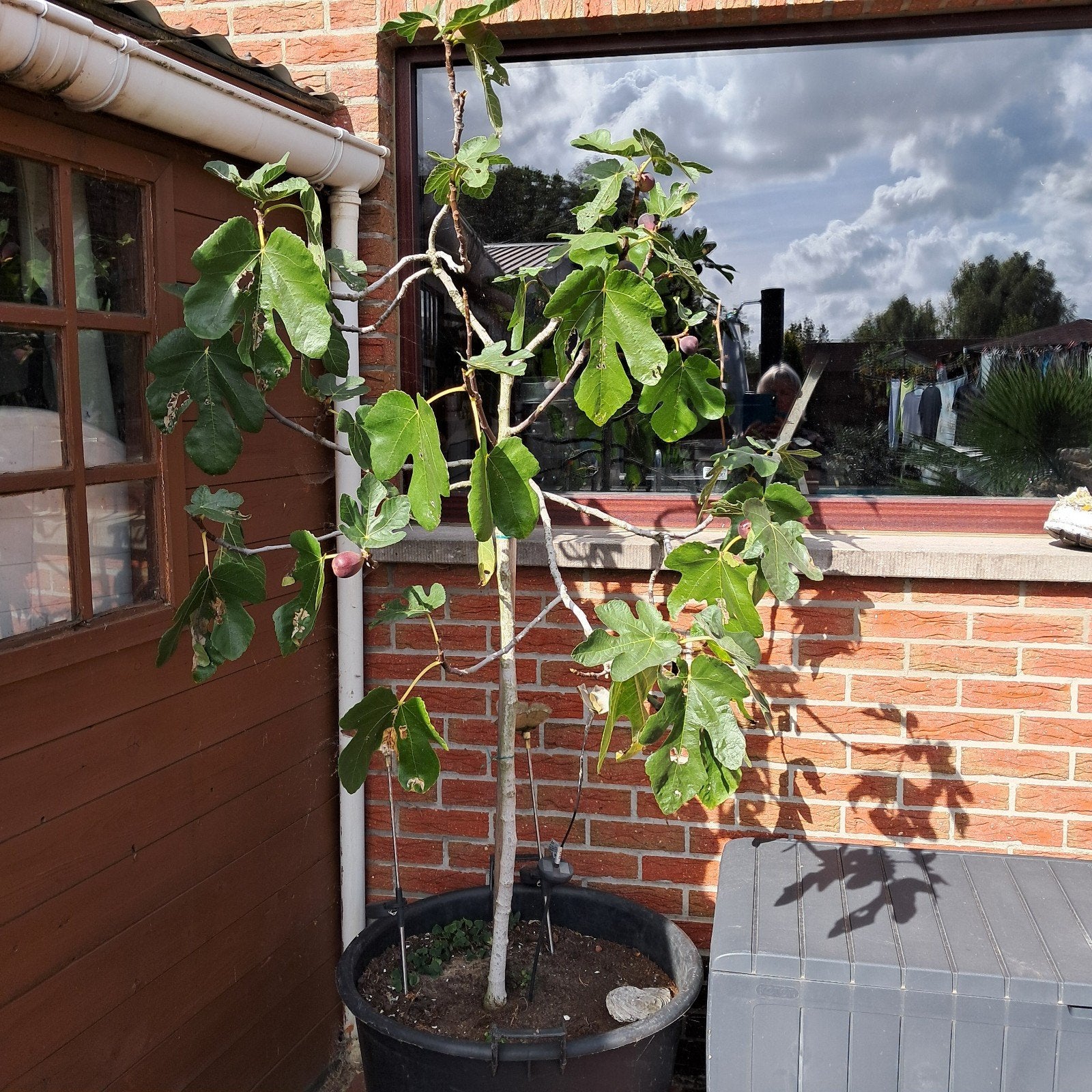vijgenboom, Tuin en Terras, Ophalen, Vijgenboom