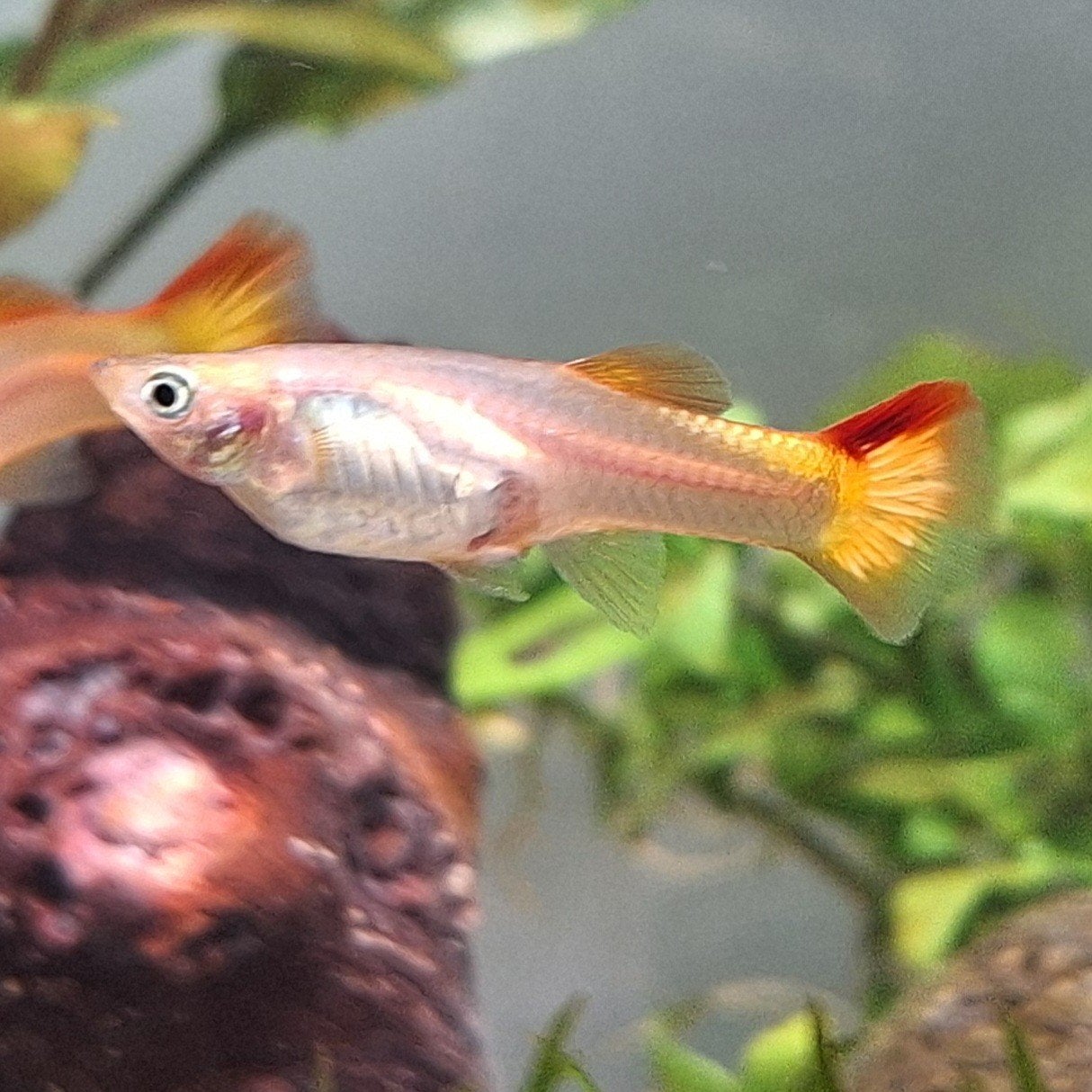 guppy's en platy's