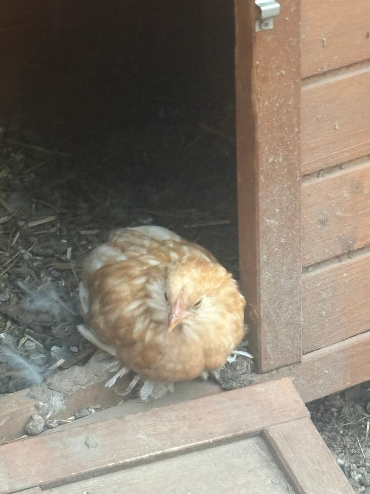Ukkelse baardkriel hen