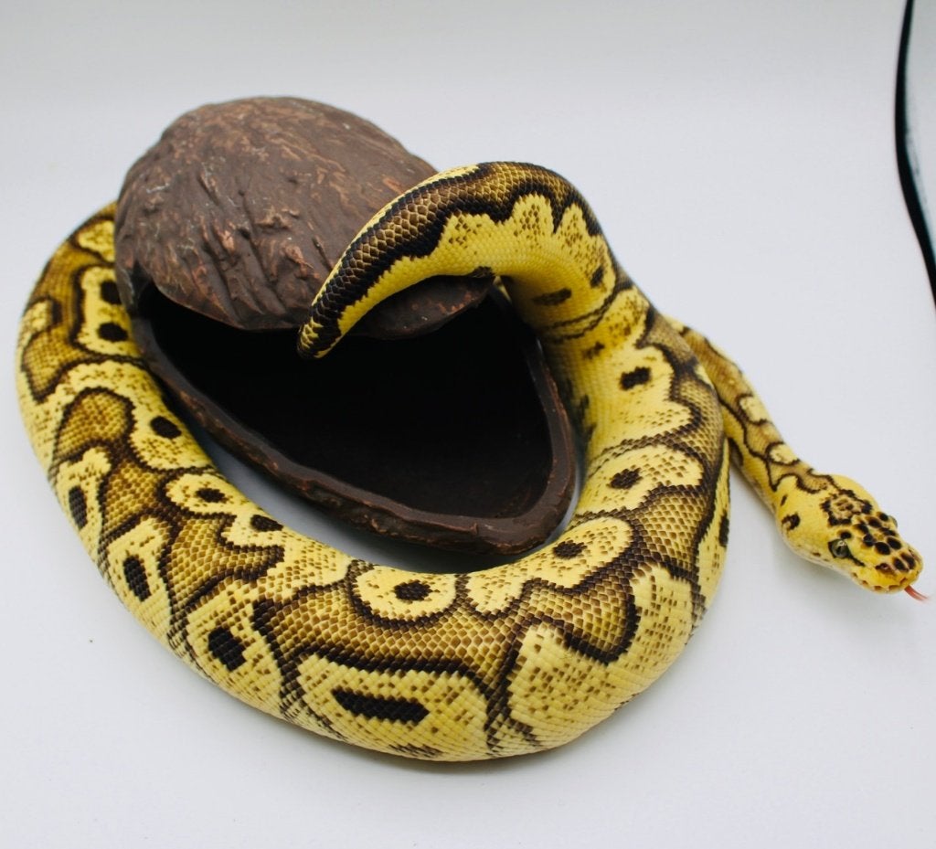 Ball Pythins/RegiusPython /1.0 Bongo Enchi Pastel Clown, Animaux & Accessoires, Reptiles & Amphibiens | Accessoires, Enlèvement ou Envoi