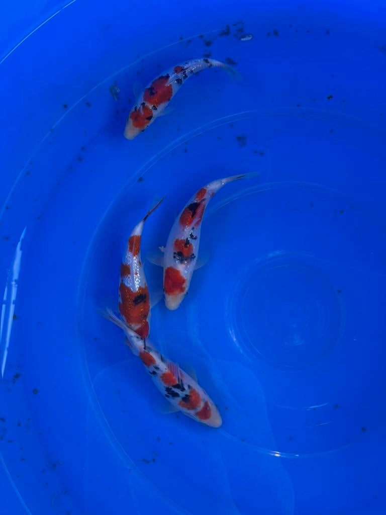 Japanse Koi Sanke, Dieren en Toebehoren, Vissen | Vijvervissen