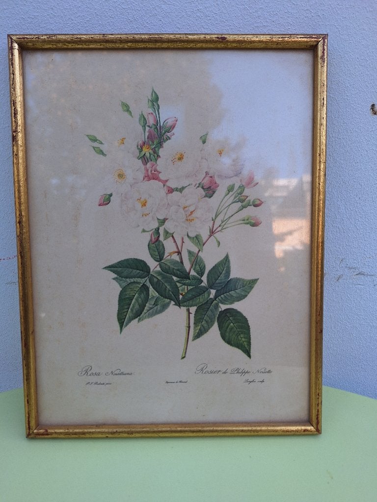 CADRES DU PEINTRE REDOUTé, Avec verre, 20 cm, 25 cm, Enlèvement