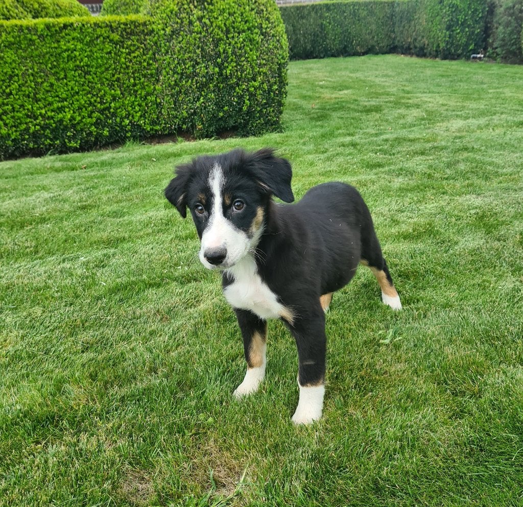 border collie pups, Dieren en Toebehoren, België, 15 weken tot 1 jaar, Reu, CDV (hondenziekte)
