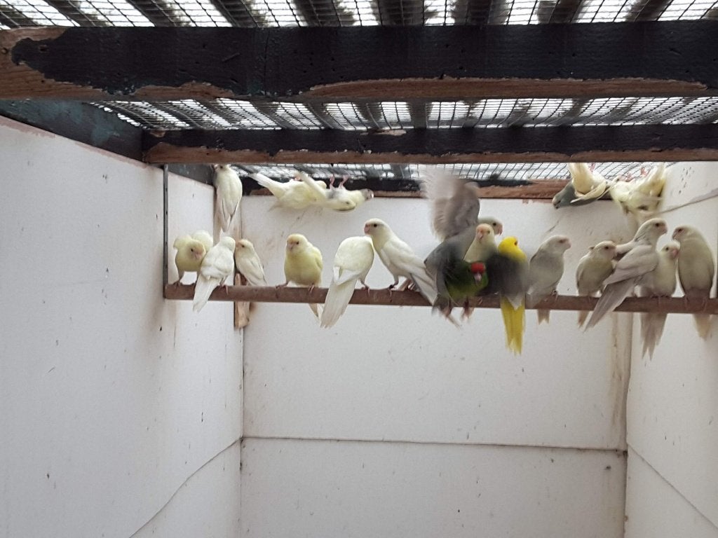 Jonge cremefallow en creme kakariki mannen, Mannelijk, Parkiet, Geringd