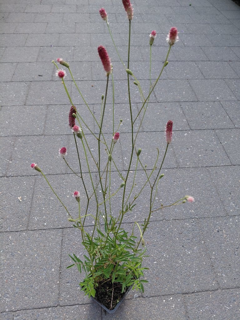 Sanguisorba Pink Tanna, Ophalen, Halfschaduw
