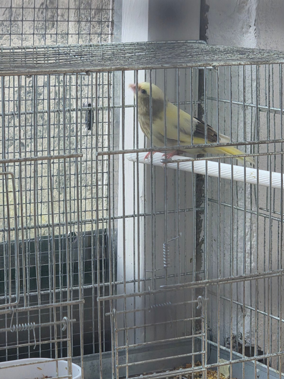 Zwaar Bonte Groenling 2026, Dieren en Toebehoren, Vrouwelijk, Wildzangvogel, Geringd