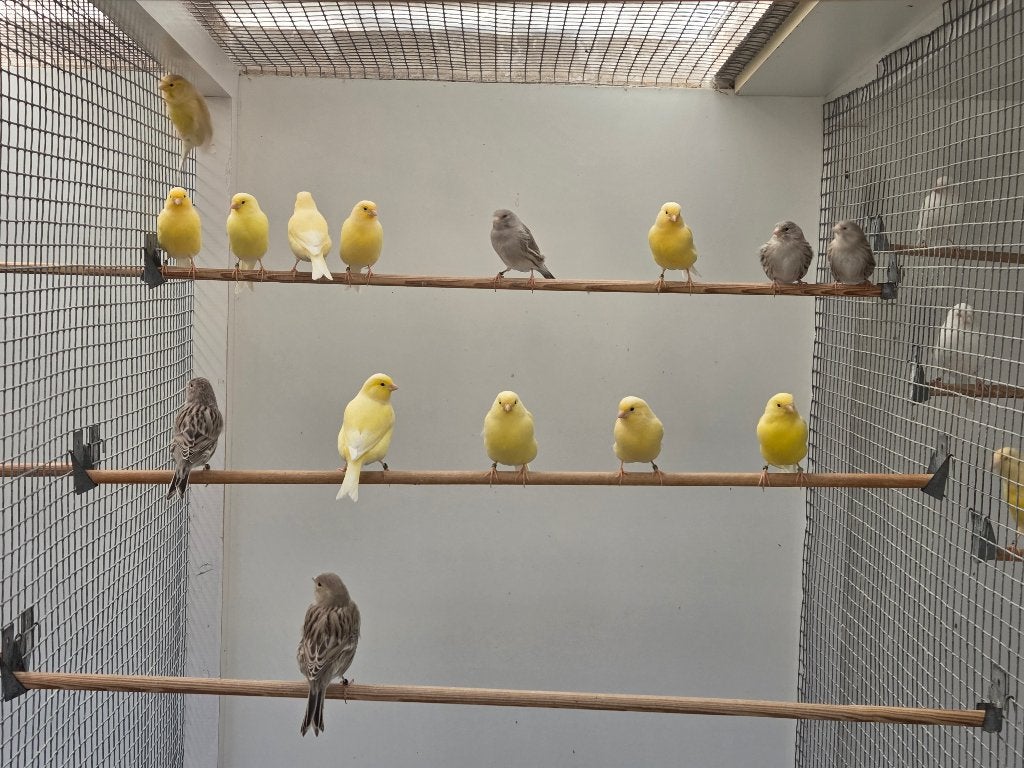 kanaries, Meerdere dieren, Kleurkanarie