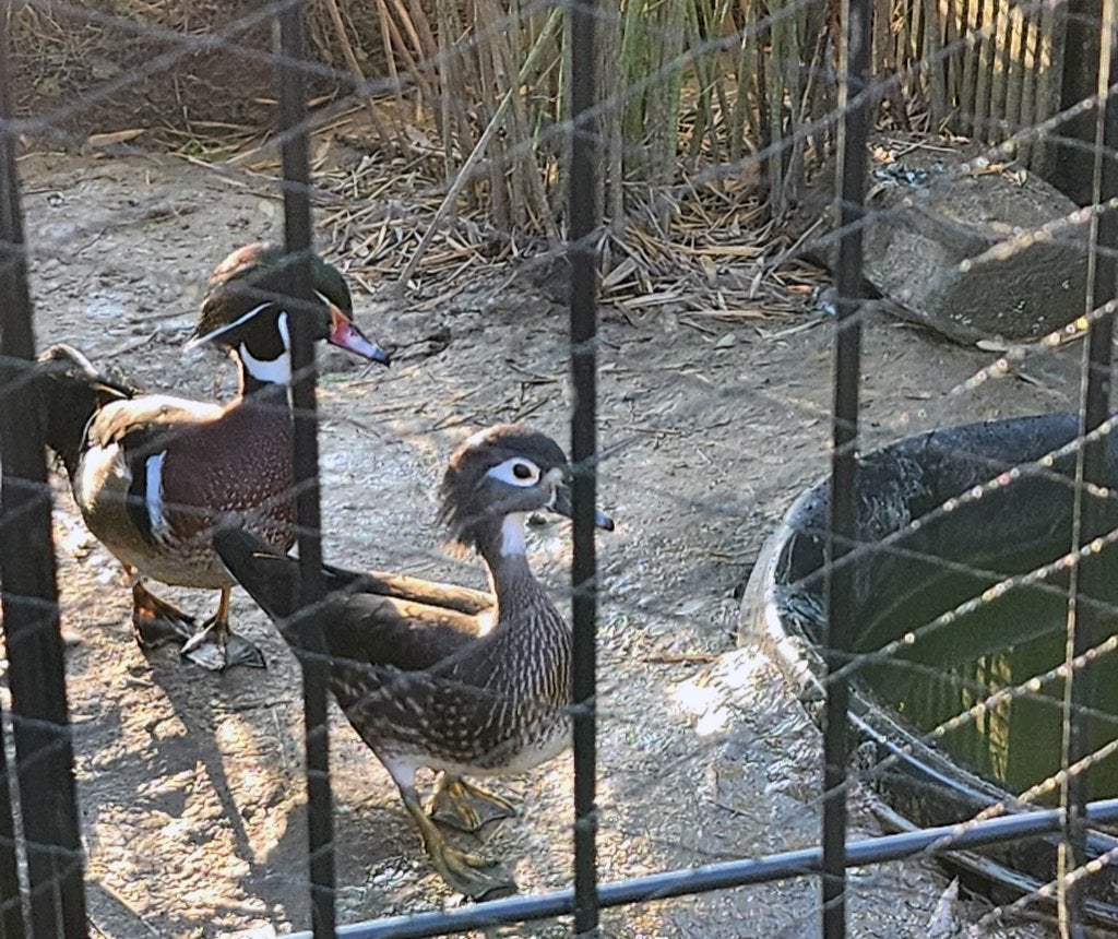siereenden, Animaux & Accessoires, Canard