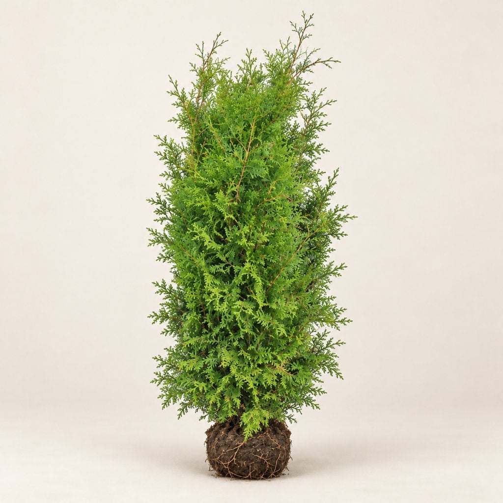 THUJA OCCIDENTALIS ‘BRABANT’ · WESTERSE LEVENSBOOM, Enlèvement, Conifère, Haie