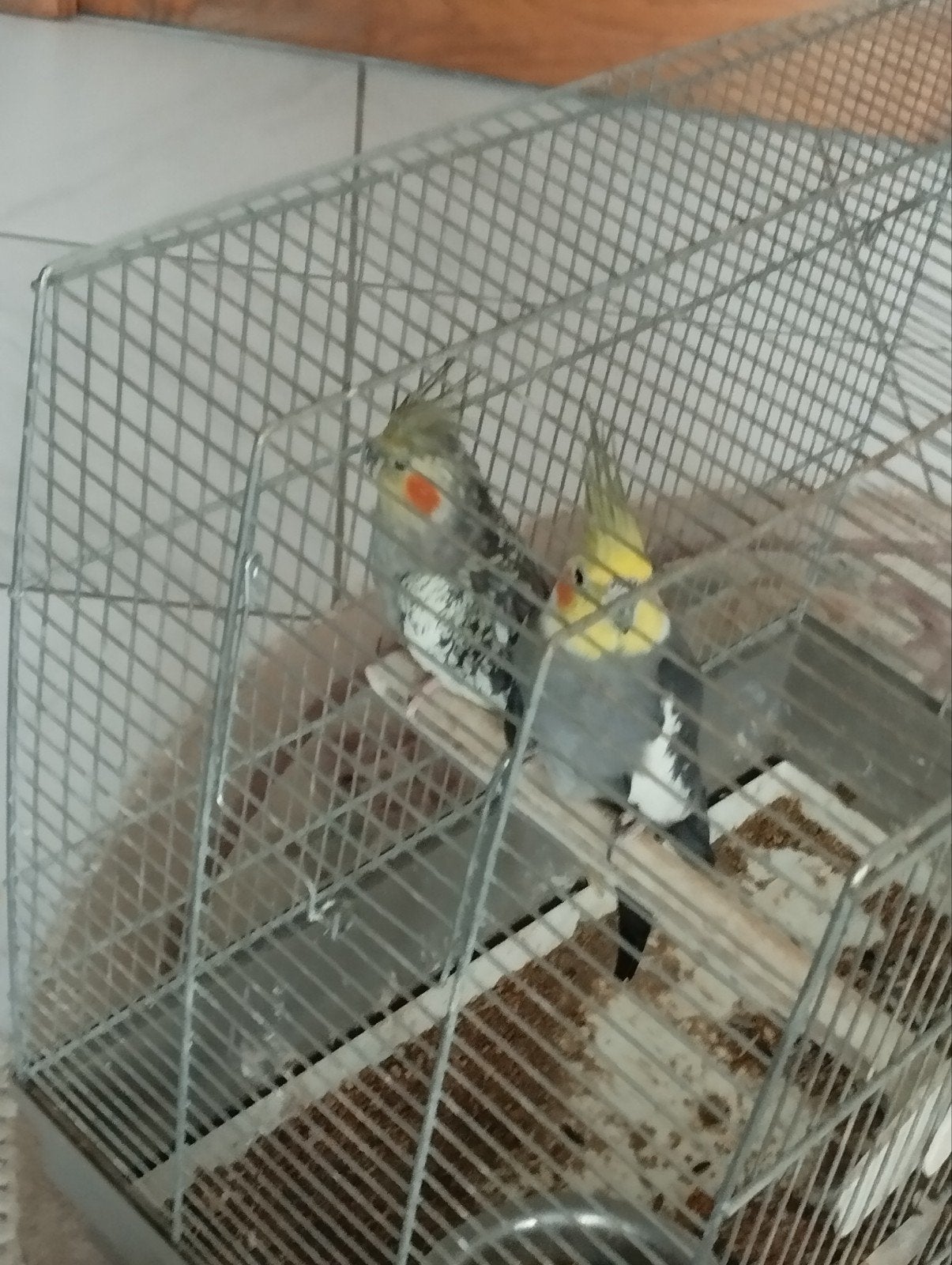 valkparkieten, Dieren en Toebehoren