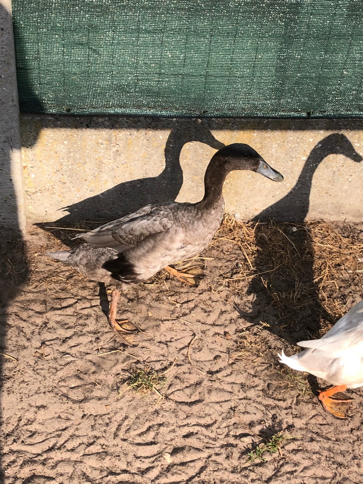 Indische loopeend, Mâle, Canard