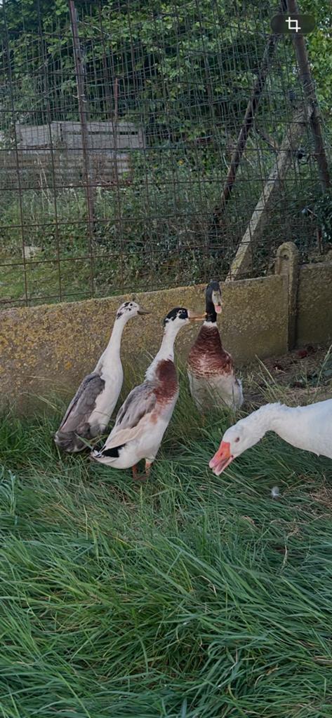 Loopeenden, Dieren en Toebehoren, Pluimvee, Eend
