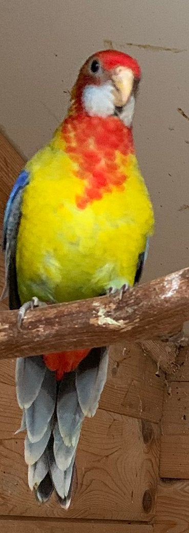 Pracht rosella parkieten