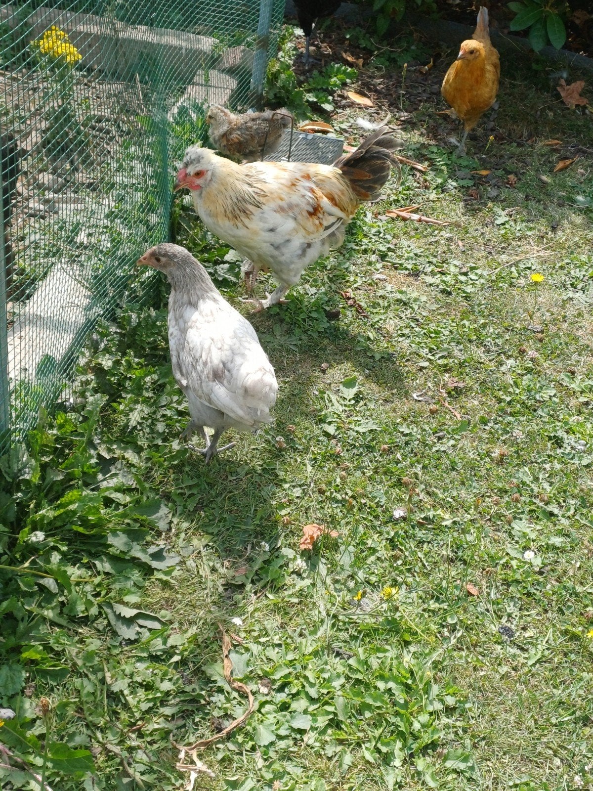 hanen en hennen te koop, Dieren en Toebehoren