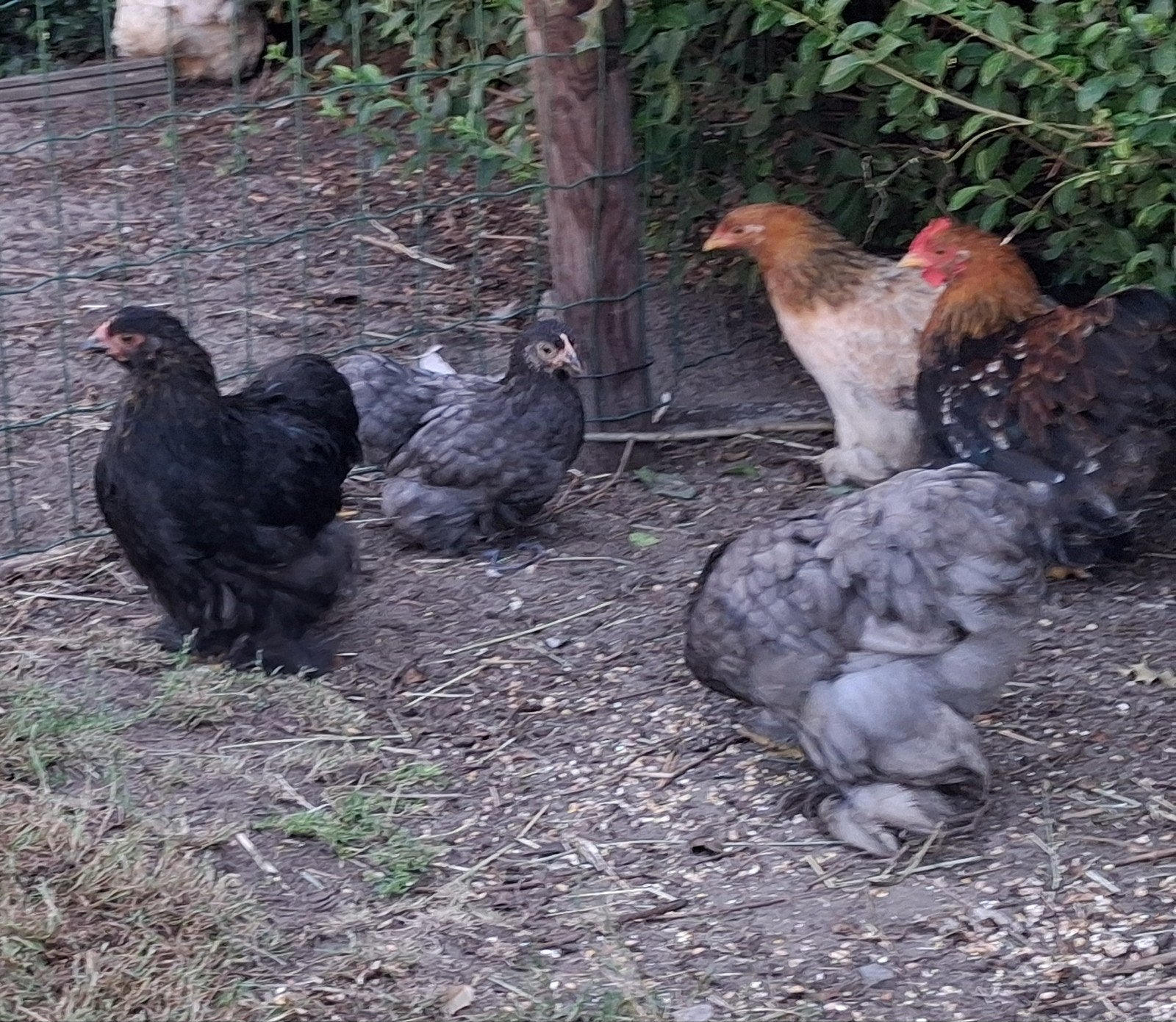 Cochin kriel 5x hen plus 1 haan. Zijn 10 en 12 weken, Dieren en Toebehoren, Pluimvee