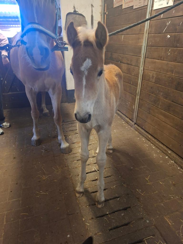 Haflinger hengsten veulen, Dieren en Toebehoren, Paarden en Pony's | Verzorgingsproducten, Ophalen of Verzenden
