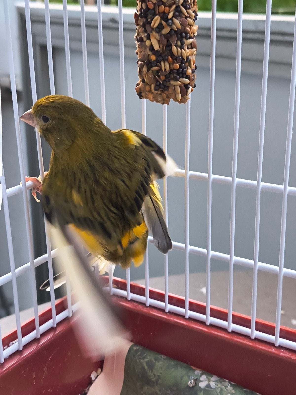 Harlekijn kanarie All-In, Dieren en Toebehoren, Ophalen