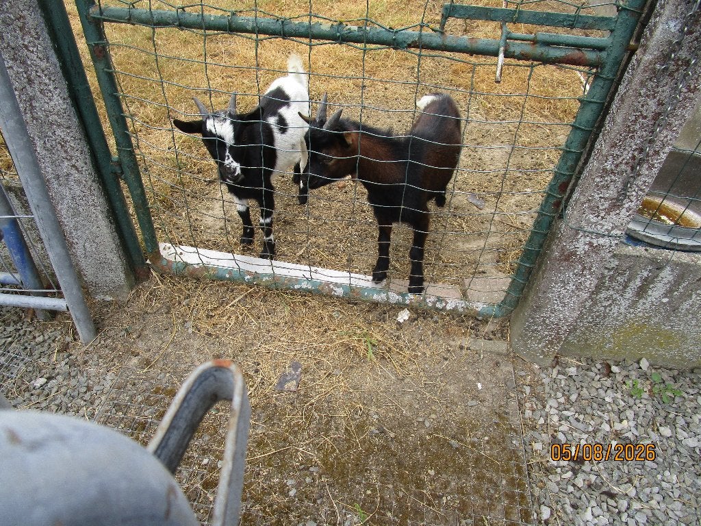 geitjes, Dieren en Toebehoren, Schapen, Geiten en Varkens