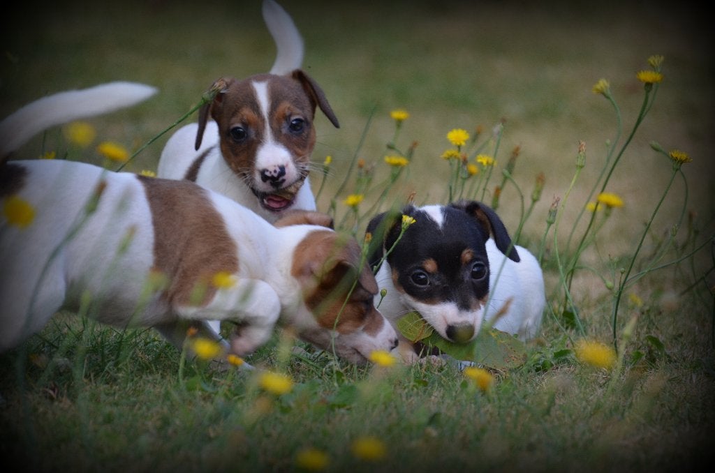 Jack Russell pups bont, Dieren en Toebehoren, België, Jack Russell Terriër, Reu, CDV (hondenziekte)