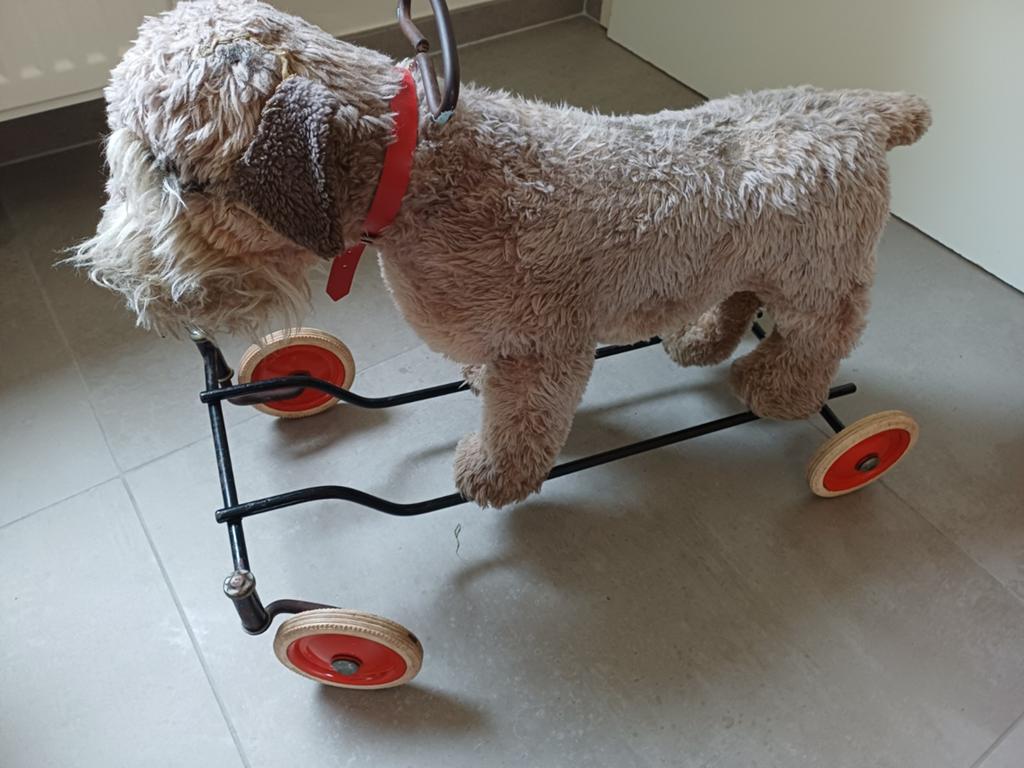 Ancien Steiff Fox Terrier sur roues des années 50 - 60, Enlèvement