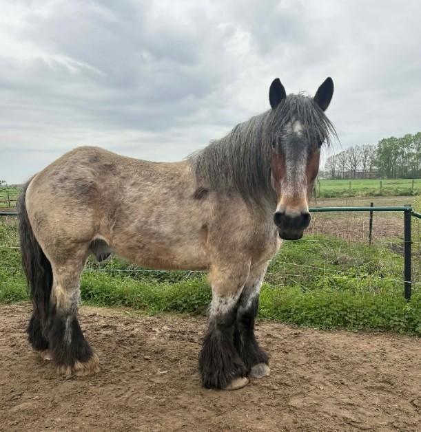 Belgisch trekpaard, Dieren en Toebehoren, Paarden, Ruin, 7 tot 10 jaar