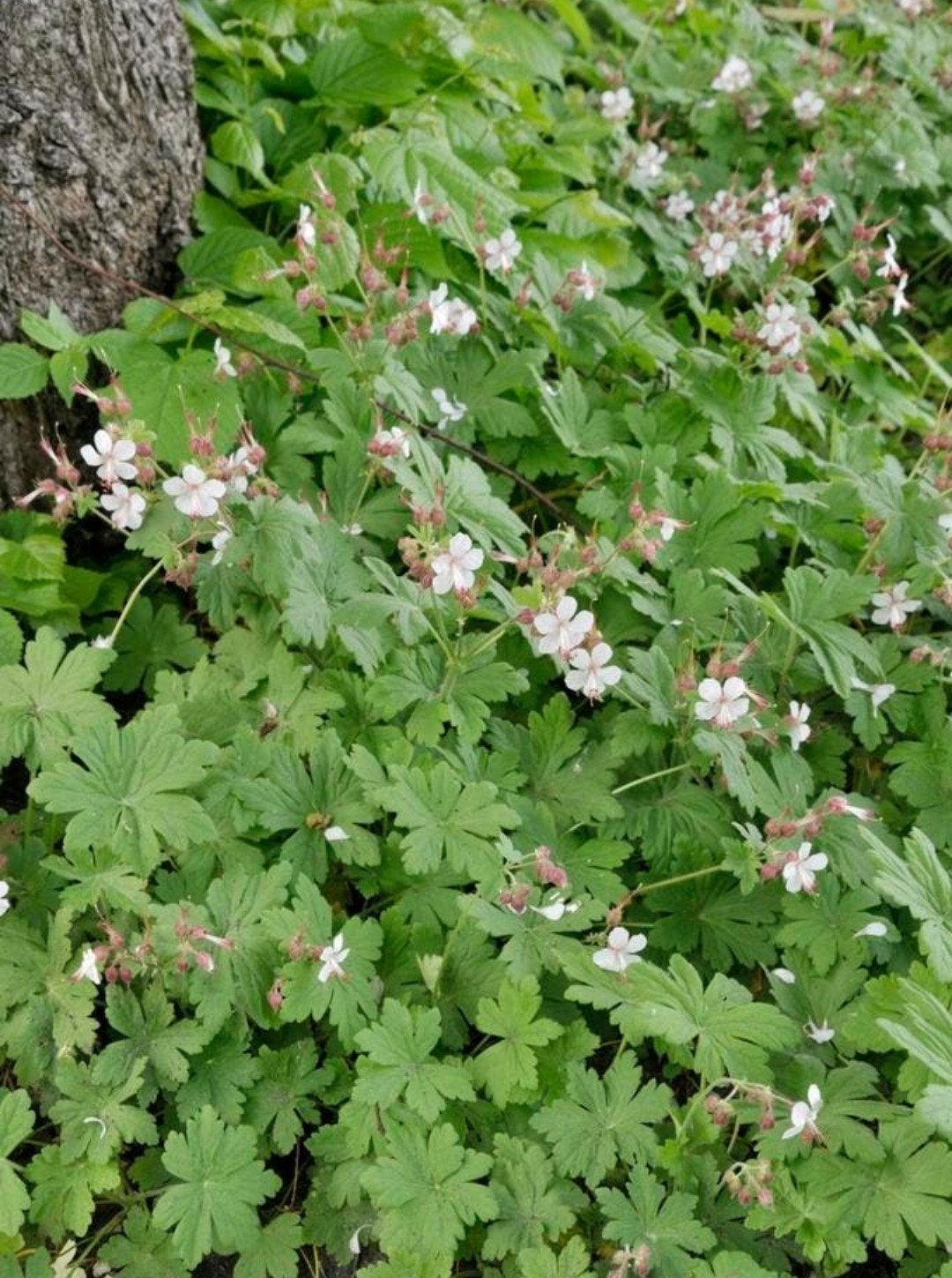 Geranium macrorrhizum spessart, Jardin & Terrasse, Plantes | Jardin, Enlèvement, Printemps