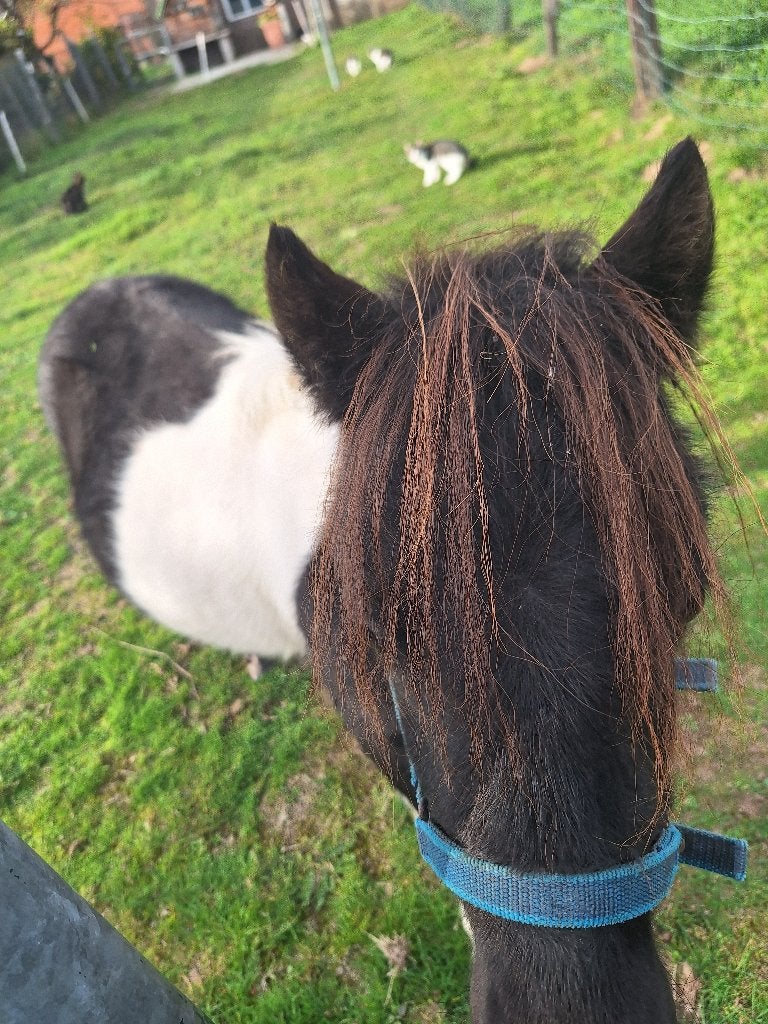 mini paardje, Dieren en Toebehoren, Hengst, Gechipt