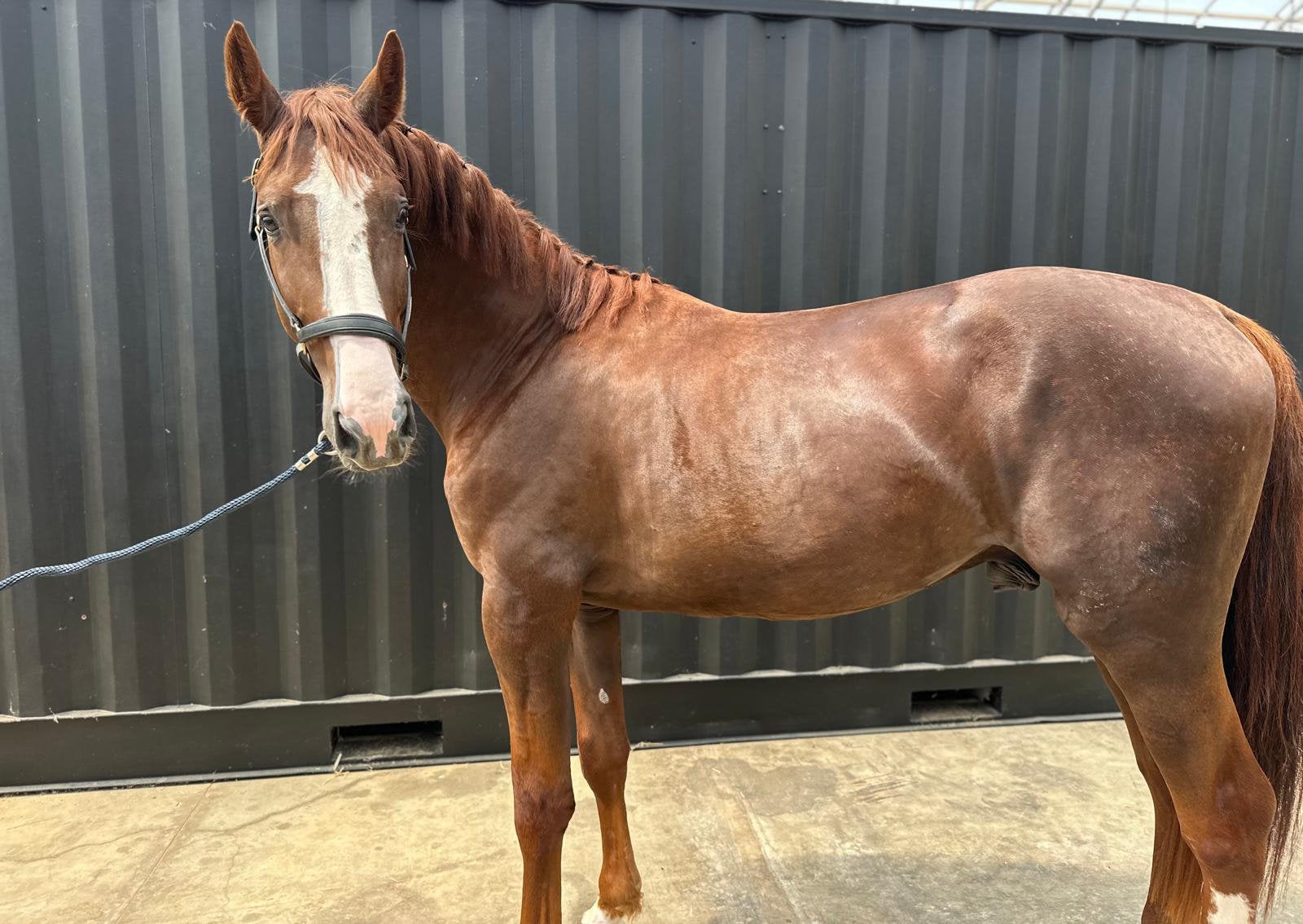4 jarige hengst springpaard, Débourré, 160 à 165 cm, Étalon, Cheval de saut