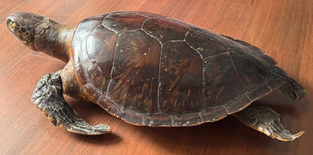 Rare Réplique d'une Tortue Géante Grandeur Nature de 1920, Antiquités & Art, Antiquités | Accessoires de maison, Enlèvement