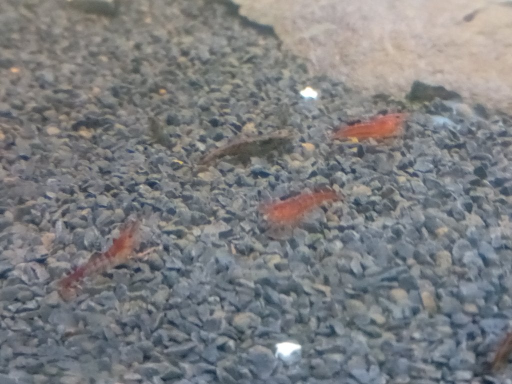 Aquarium, Enlèvement