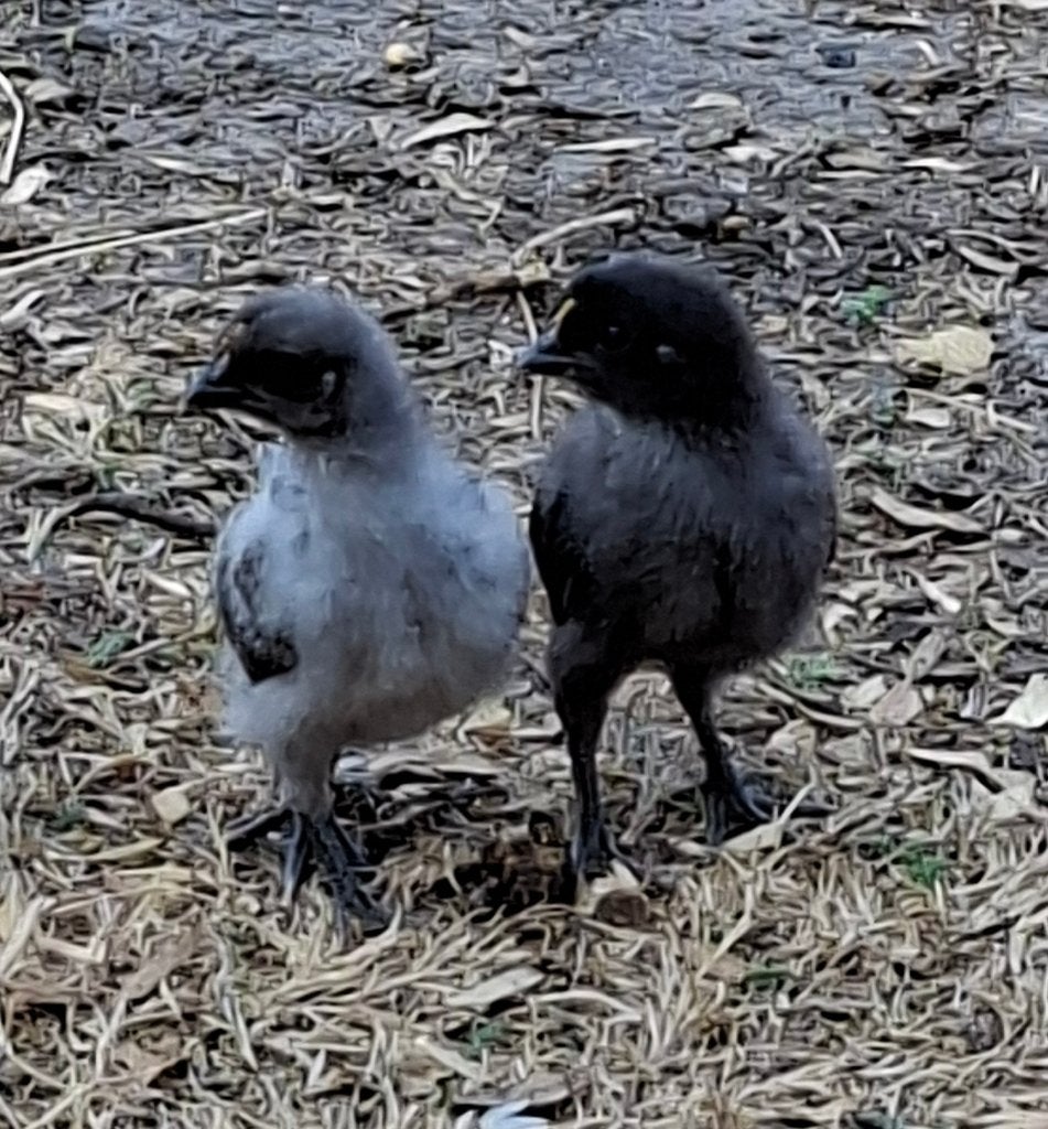 Kuiken haantjes, Dieren en Toebehoren, Pluimvee, Mannelijk, Kip