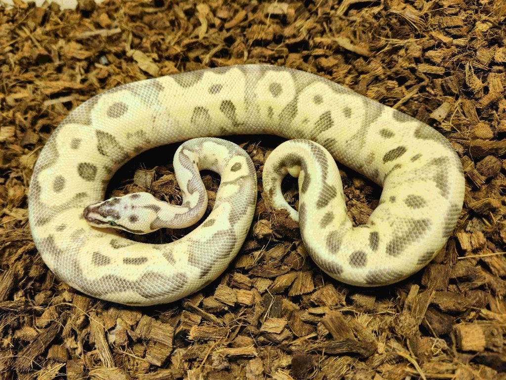 HOUTEN DEAL Enchi Fire Leopard Super Pastel (Scaleless Head), Dieren en Toebehoren, Slang, 0 tot 2 jaar