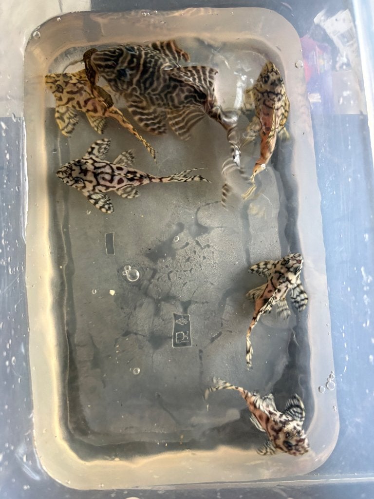 Chiffres L, Poisson, Poisson d'eau douce